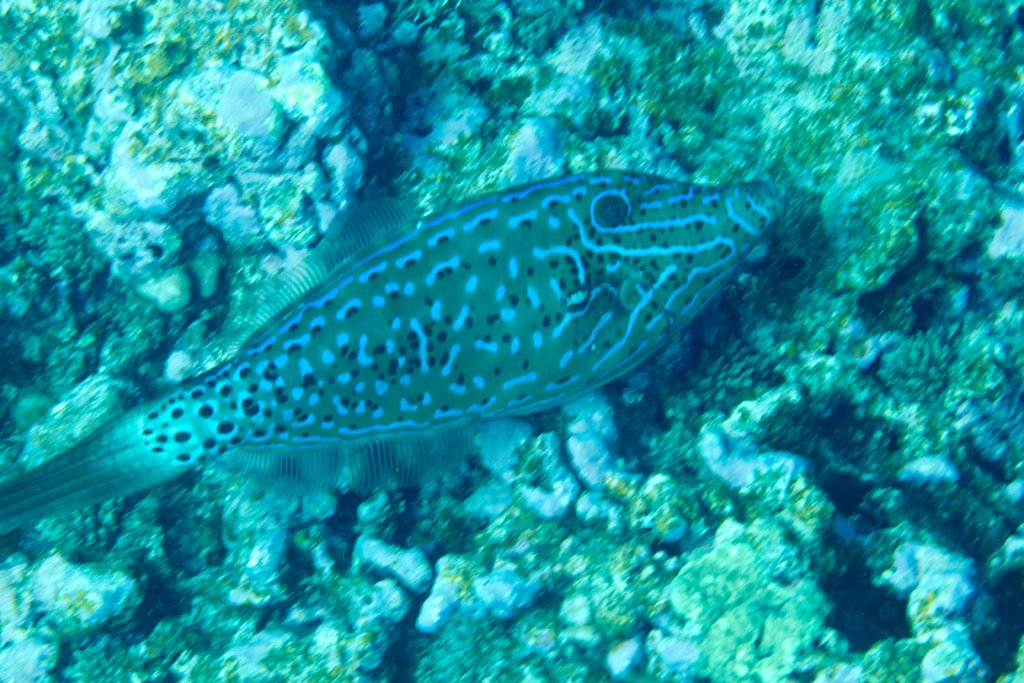 Scrawled Filefish (Aluterus scriptus)
