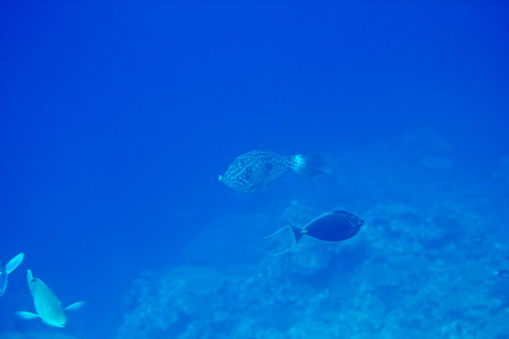 Scrawled Filefish (Aluterus scriptus)