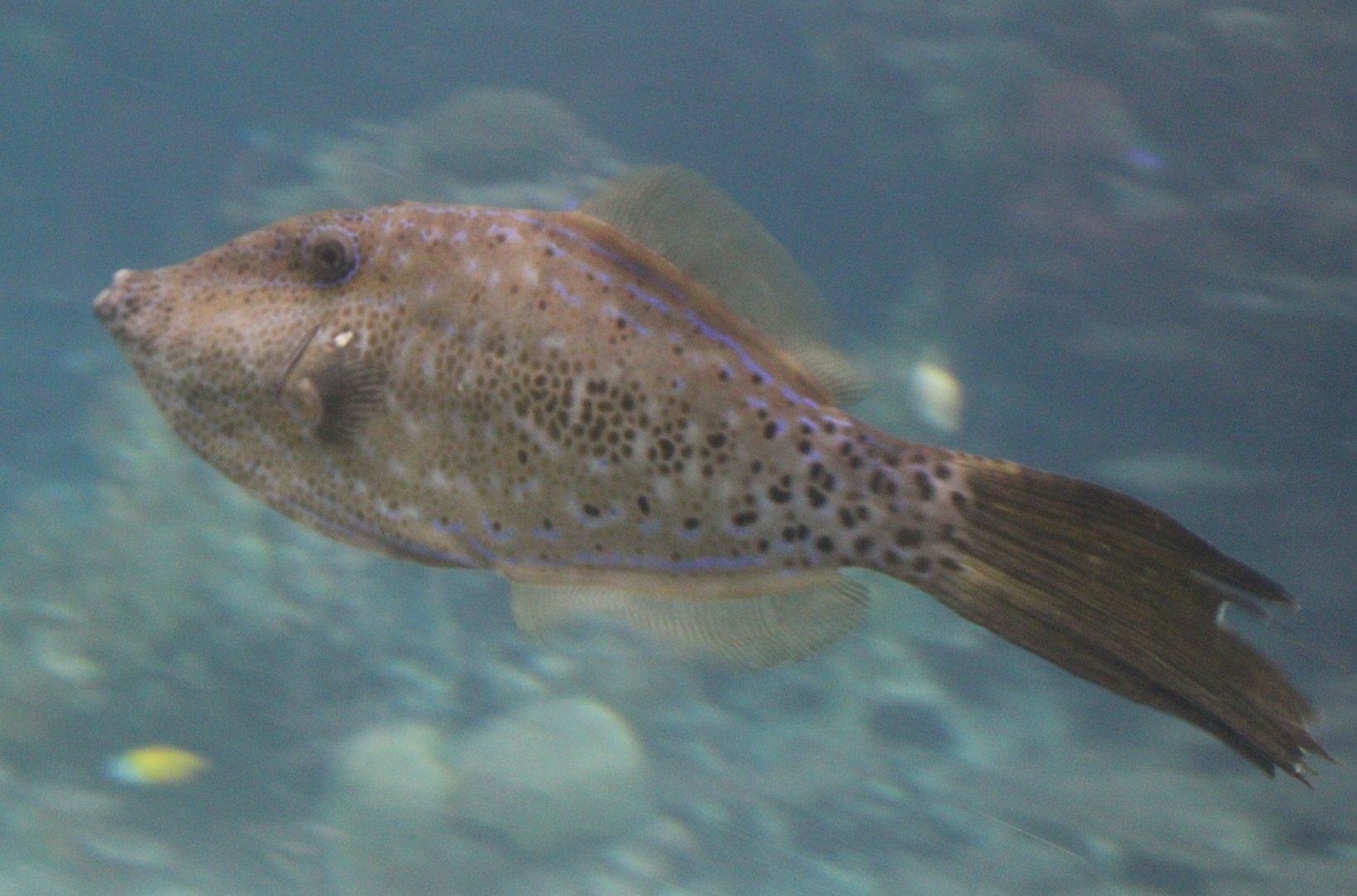 Scrawled filefish  - Aluterus scriptus