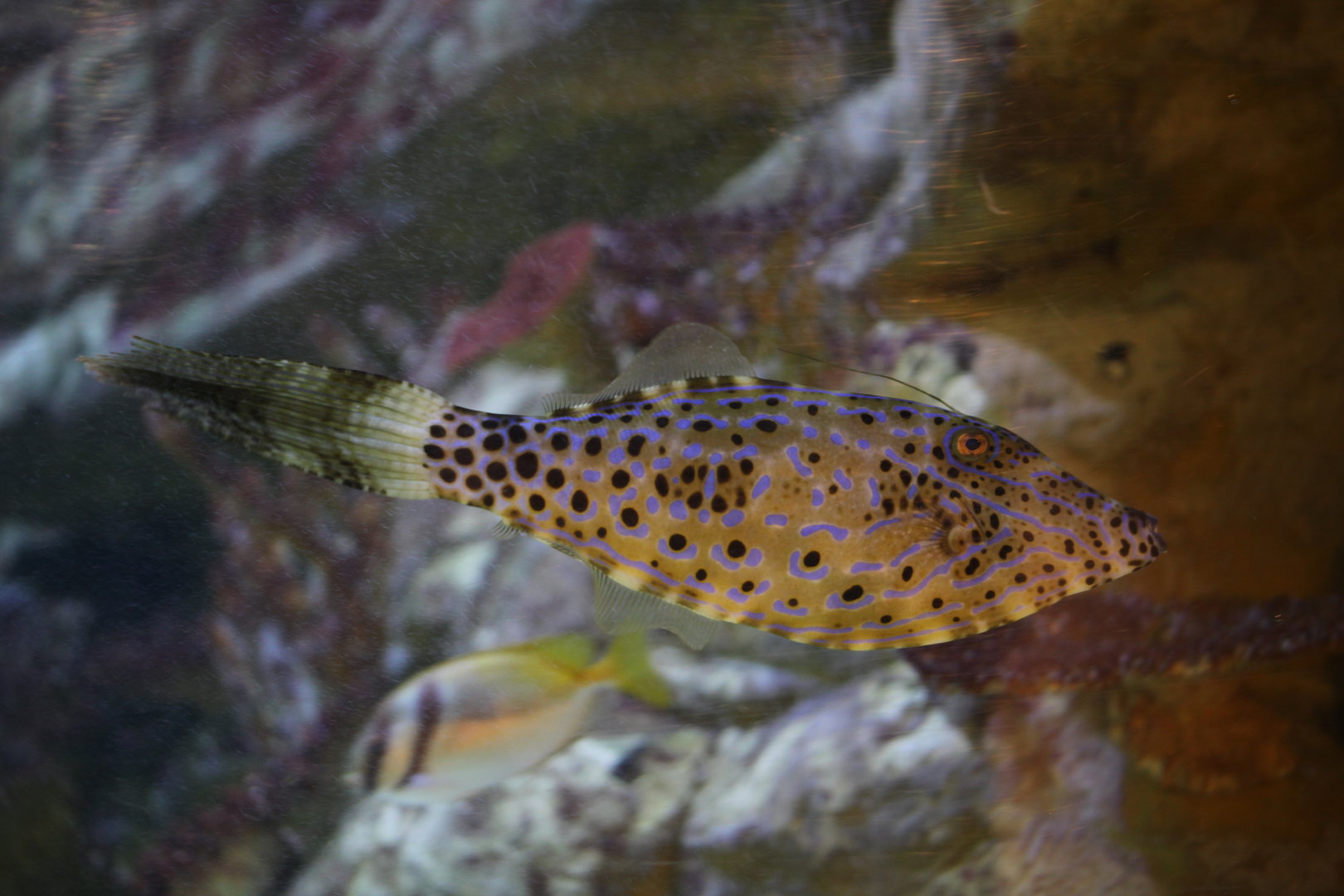 Scrawled filefish (Aluterus scriptus)