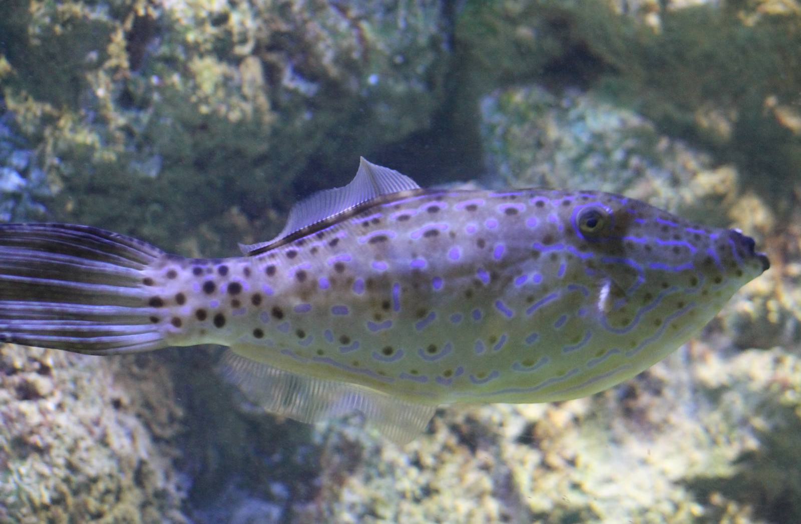 Scrawled filefish