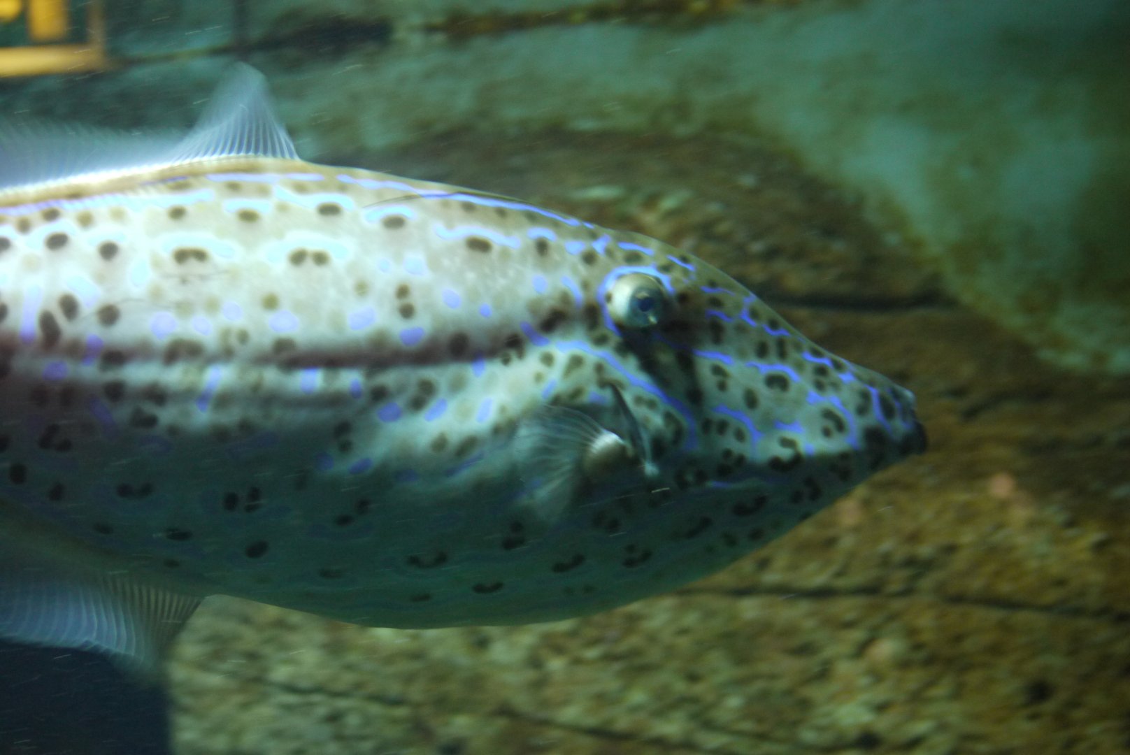 Scrawled Filefish