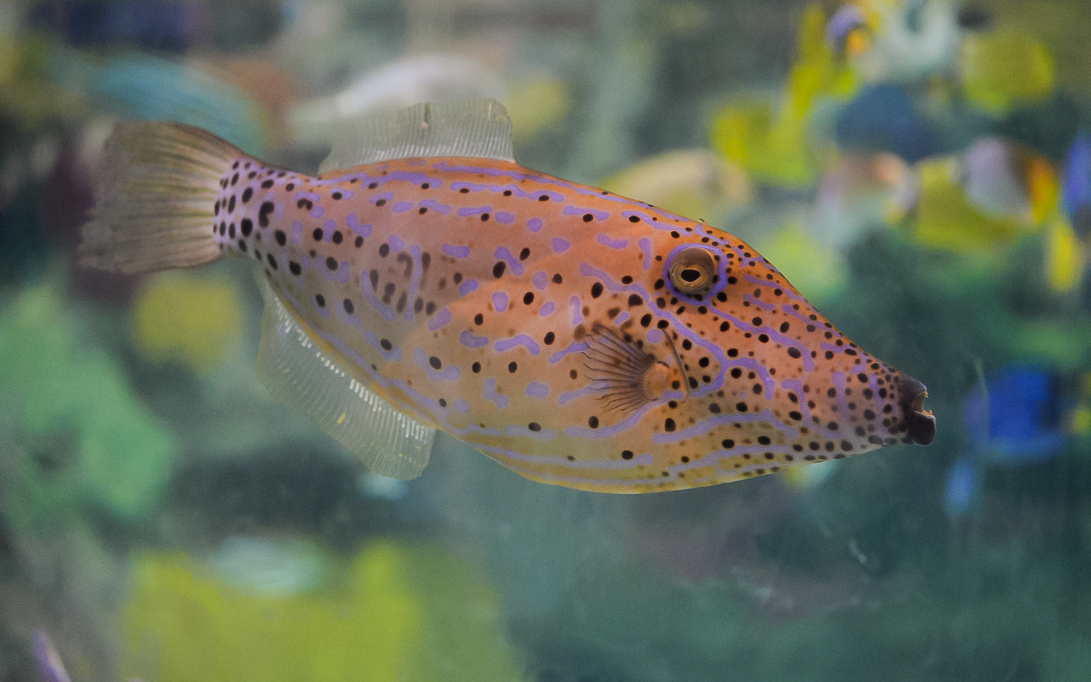 Scrawled Filefish
