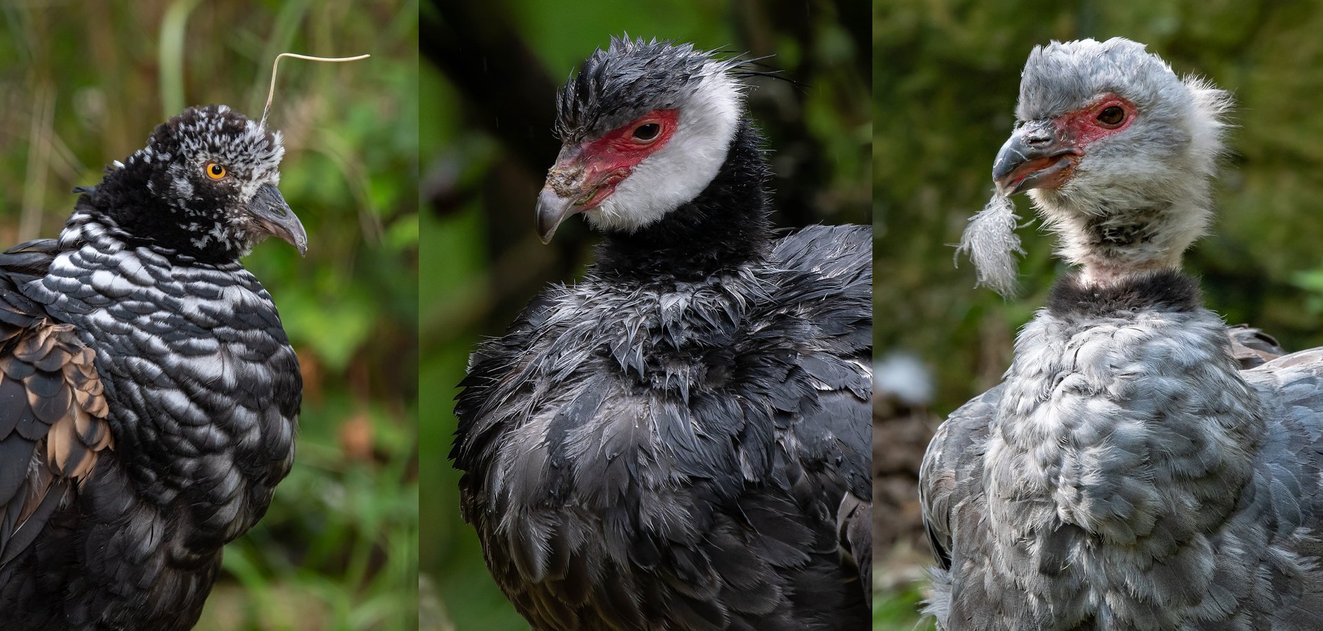 Screamers (Anhimidae)