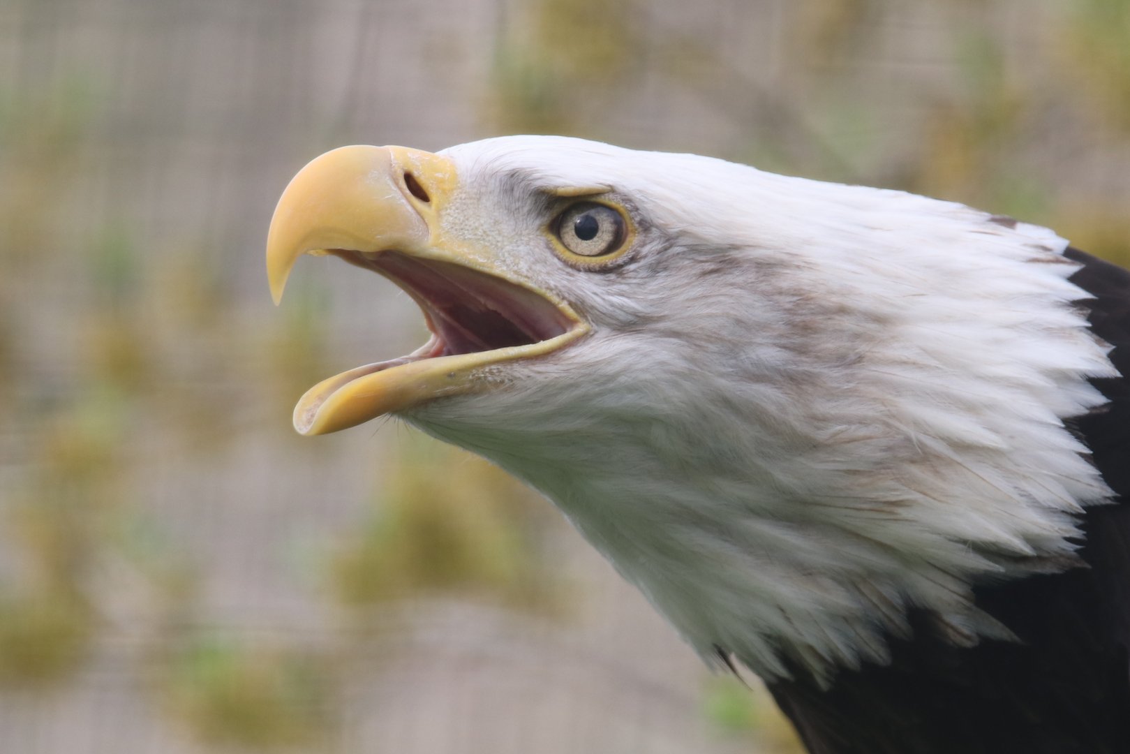 Screaming bald eagle