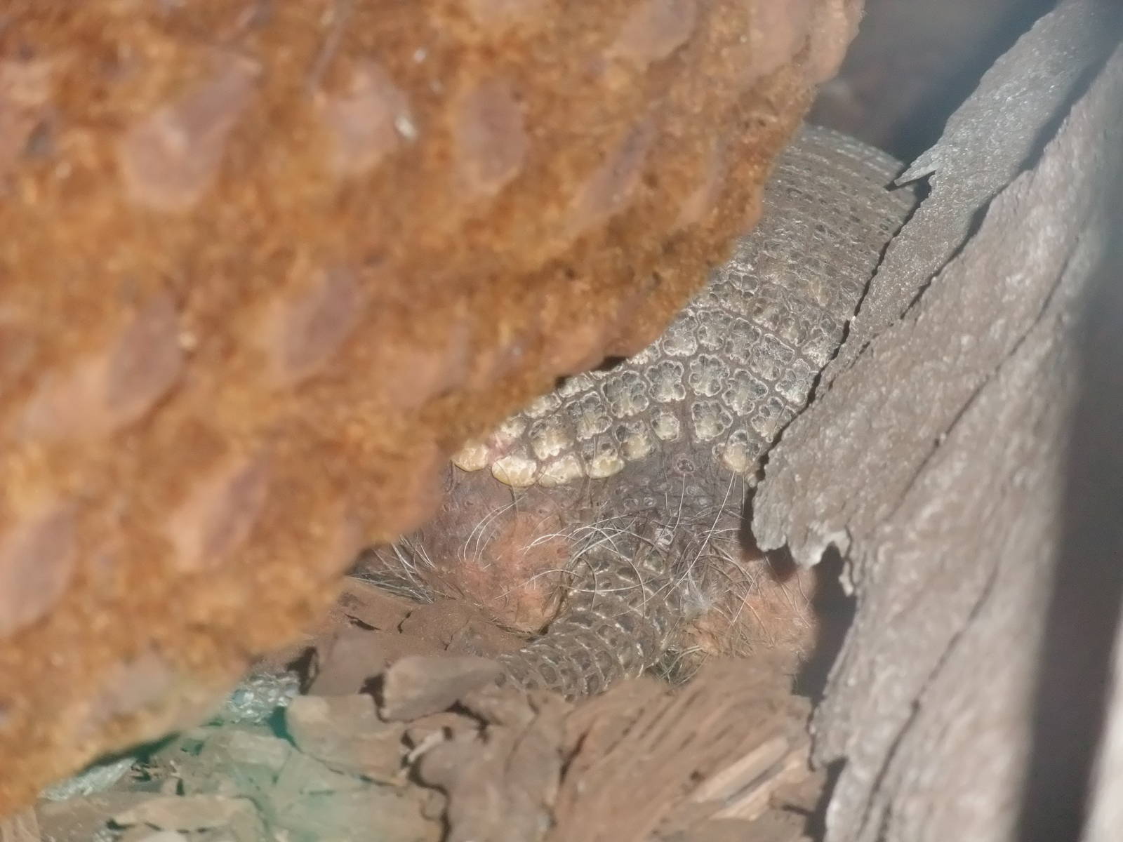 Screaming Hairy Armadillo at the Palms: Final Visit, 08/08/10