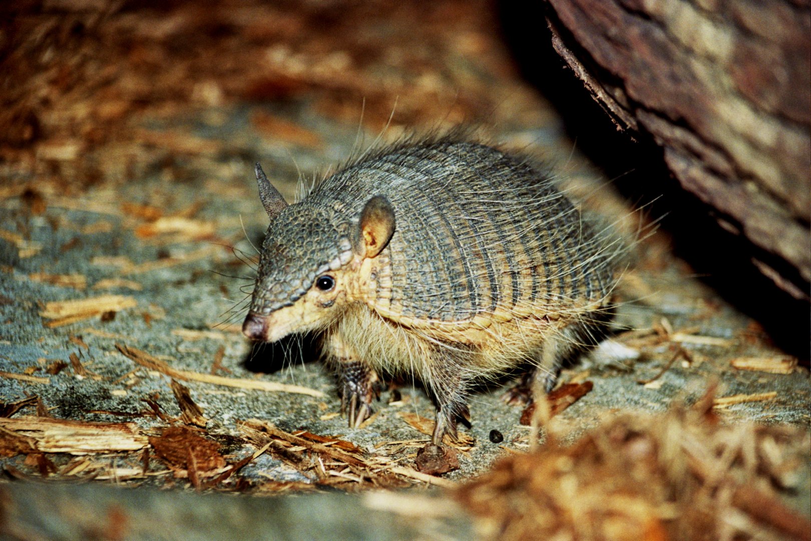 screaming hairy armadillo (Chaetophractus vellerosus) scanned from 2006