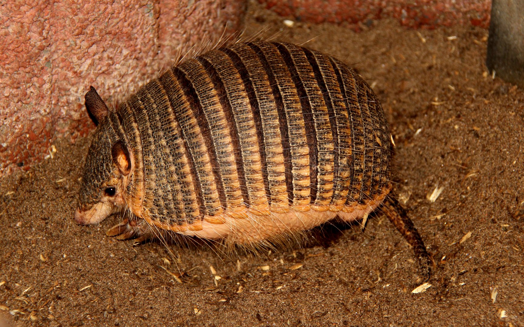 screaming hairy armadillo (Chaetophractus vellerosus)