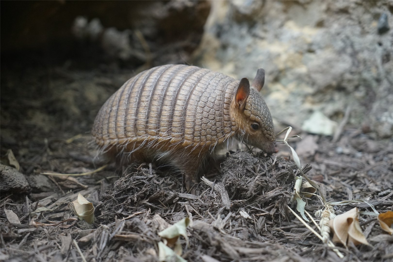 Screaming Hairy Armadillo (Chaetophractus vellerosus)