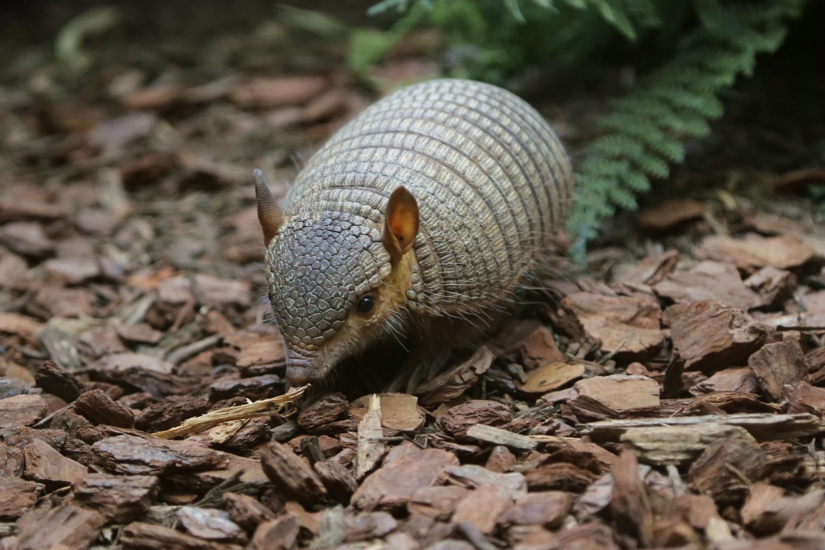 Screaming Hairy Armadillo (Chaetophractus vellerosus)