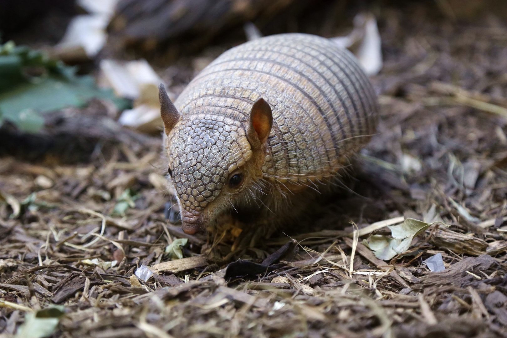 Screaming Hairy Armadillo (Chaetophractus vellerosus)