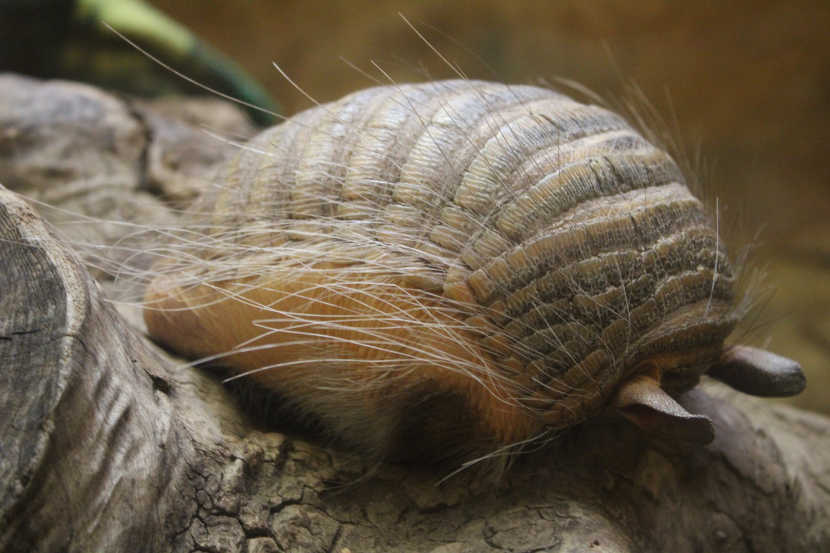 Screaming Hairy Armadillo (Chaetophractus vellerosus)