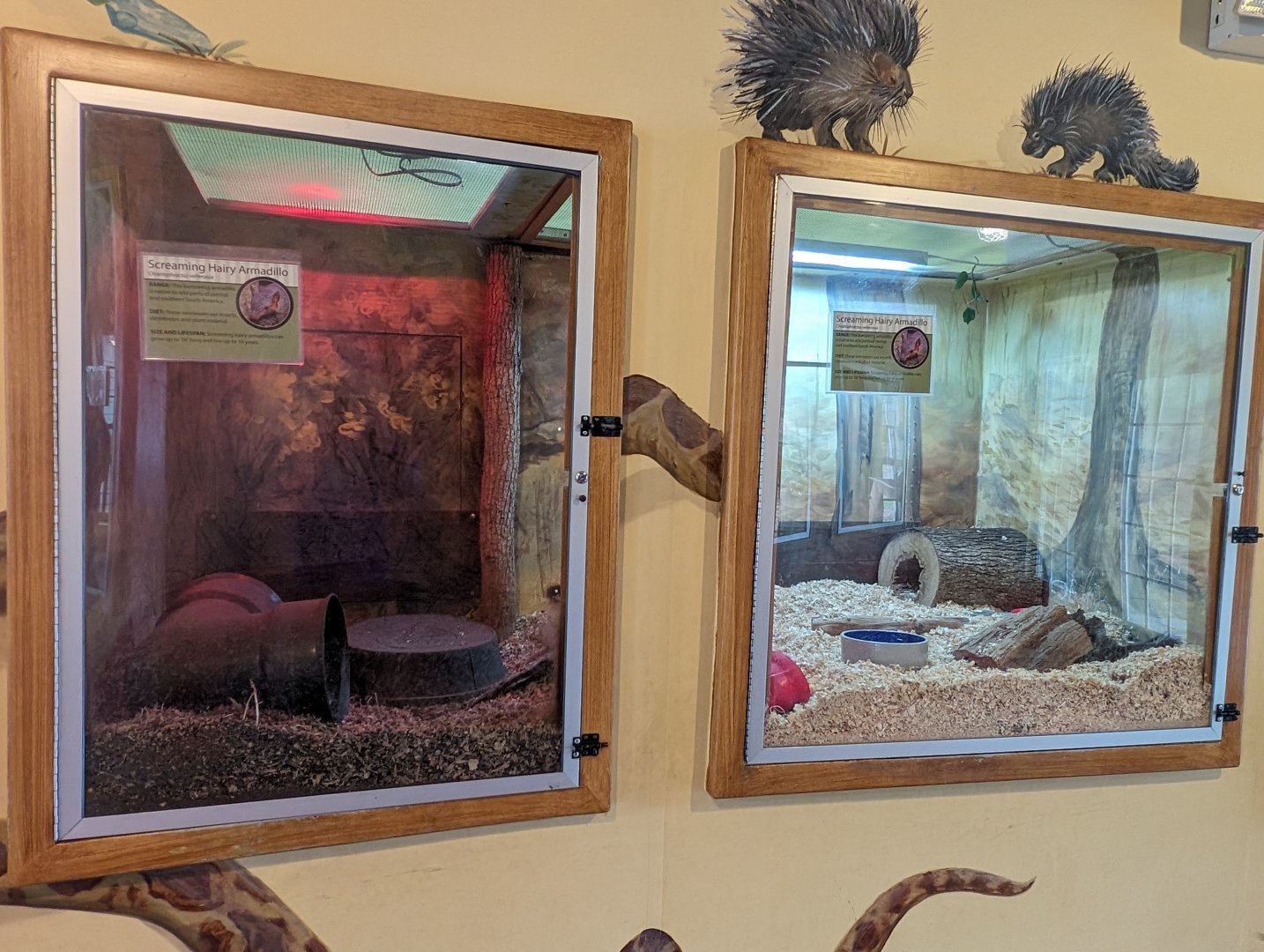 Screaming Hairy Armadillo exhibits in the Discovery House