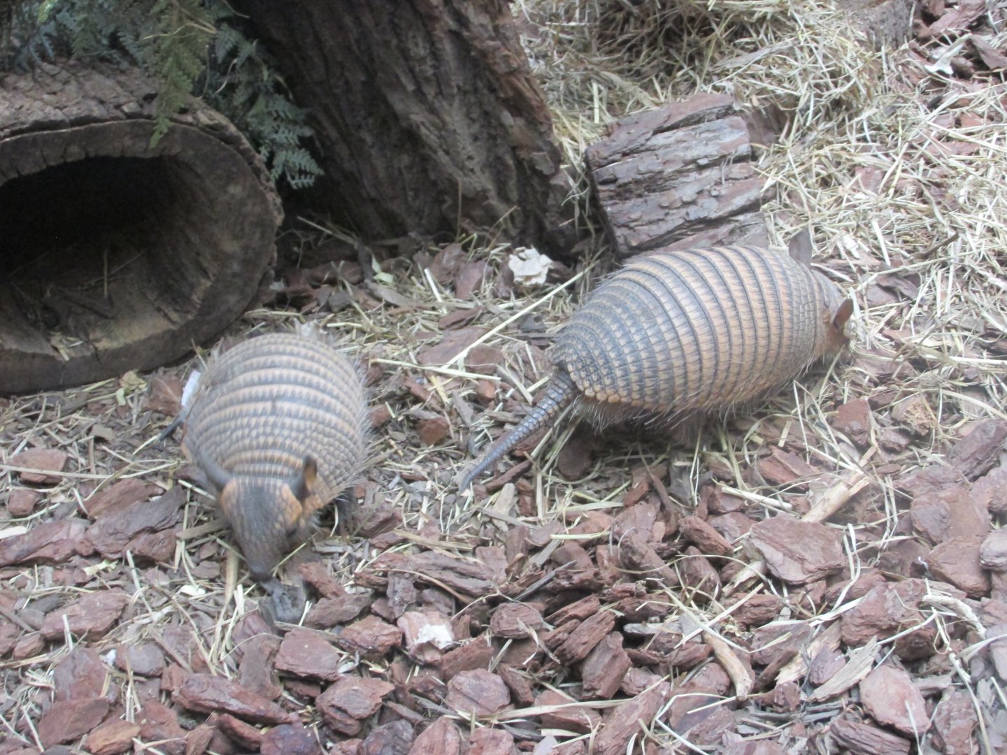 screaming hairy armadillo juveniles