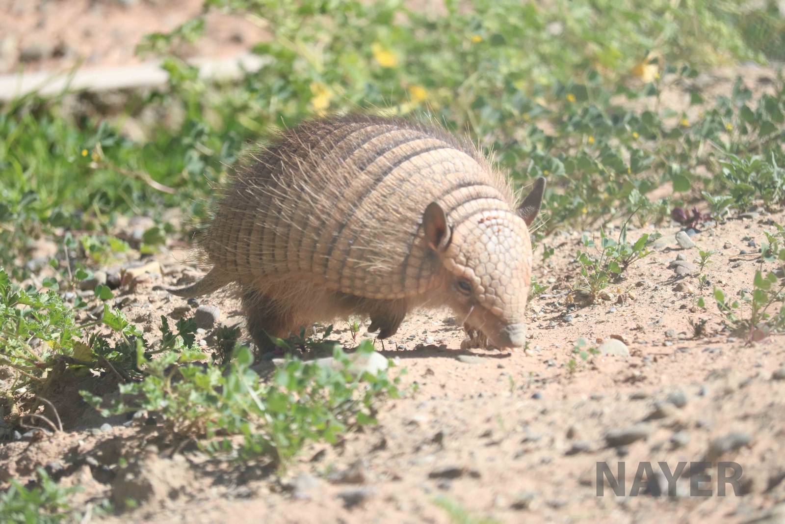 Screaming hairy armadillo, March 2016