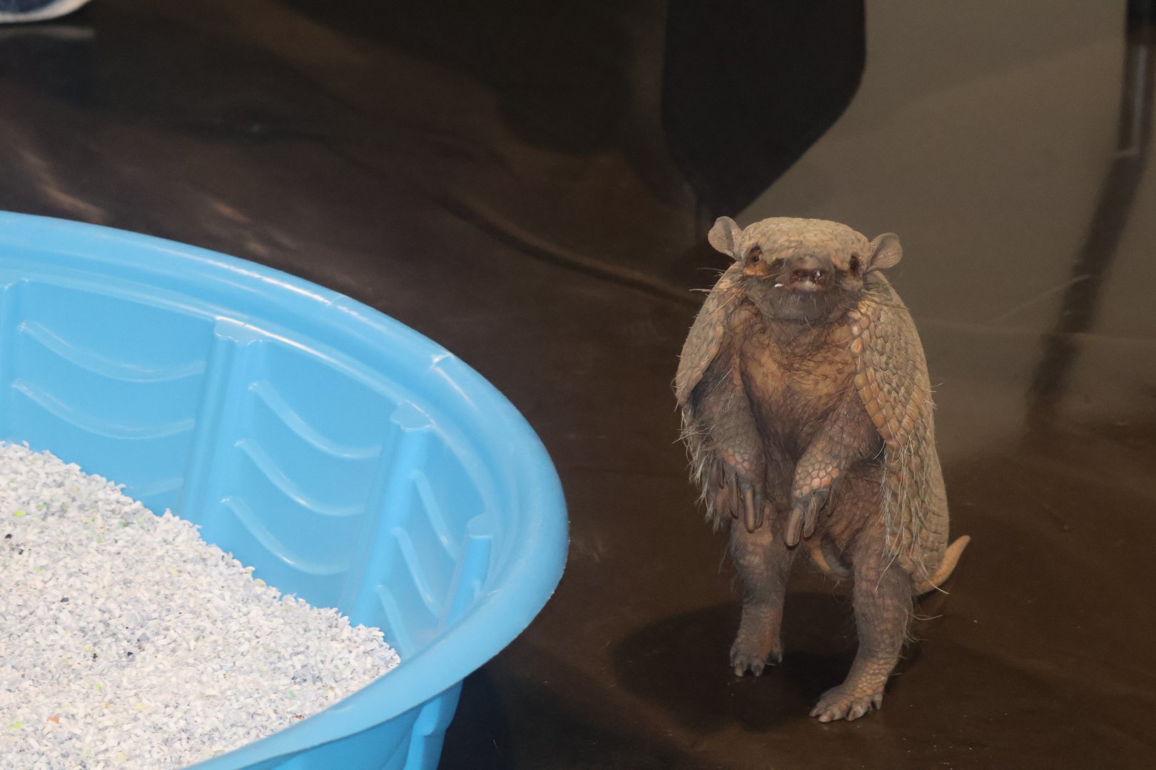 Screaming Hairy Armadillo (program animal)