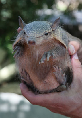 screaming hairy armadillo