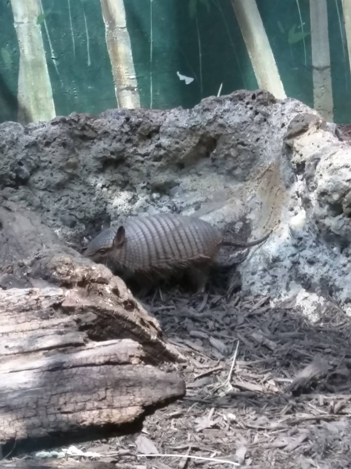 Screaming Hairy Armadillo