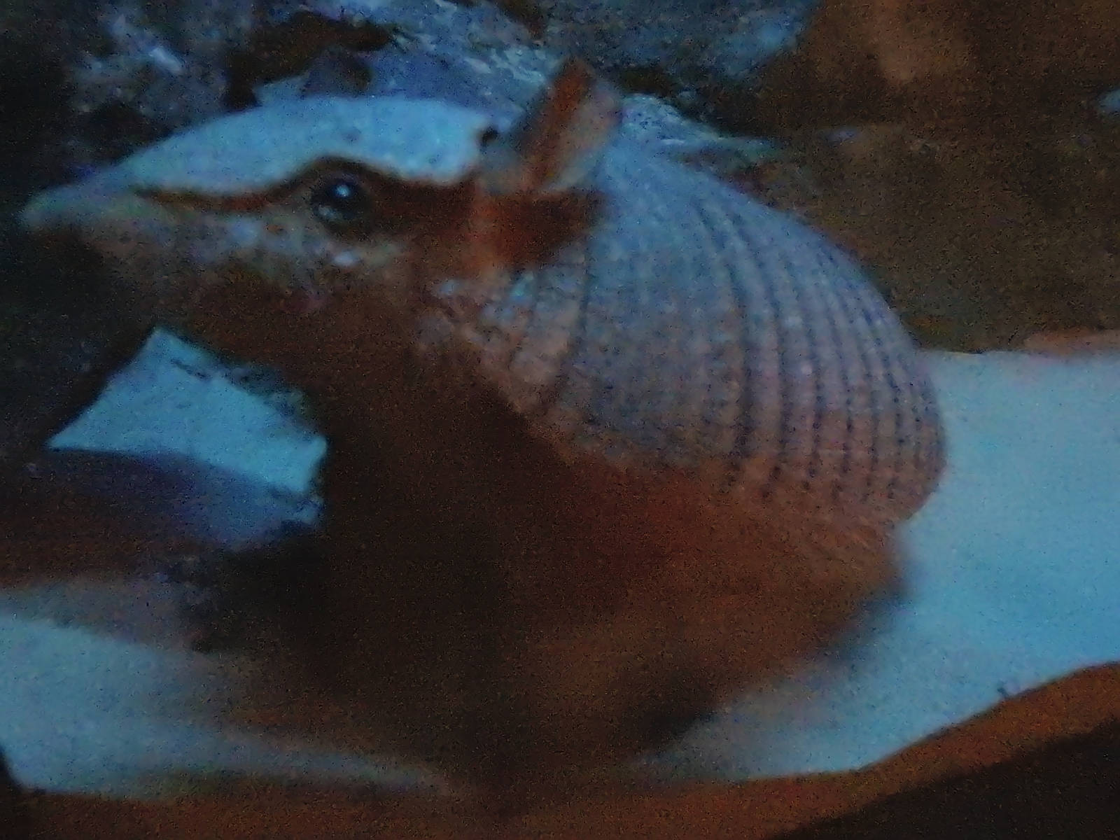 Screaming Hairy Armadillo