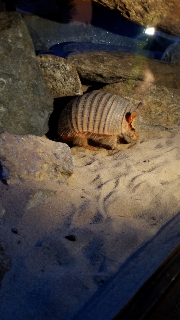 Screaming Hairy Armadillo