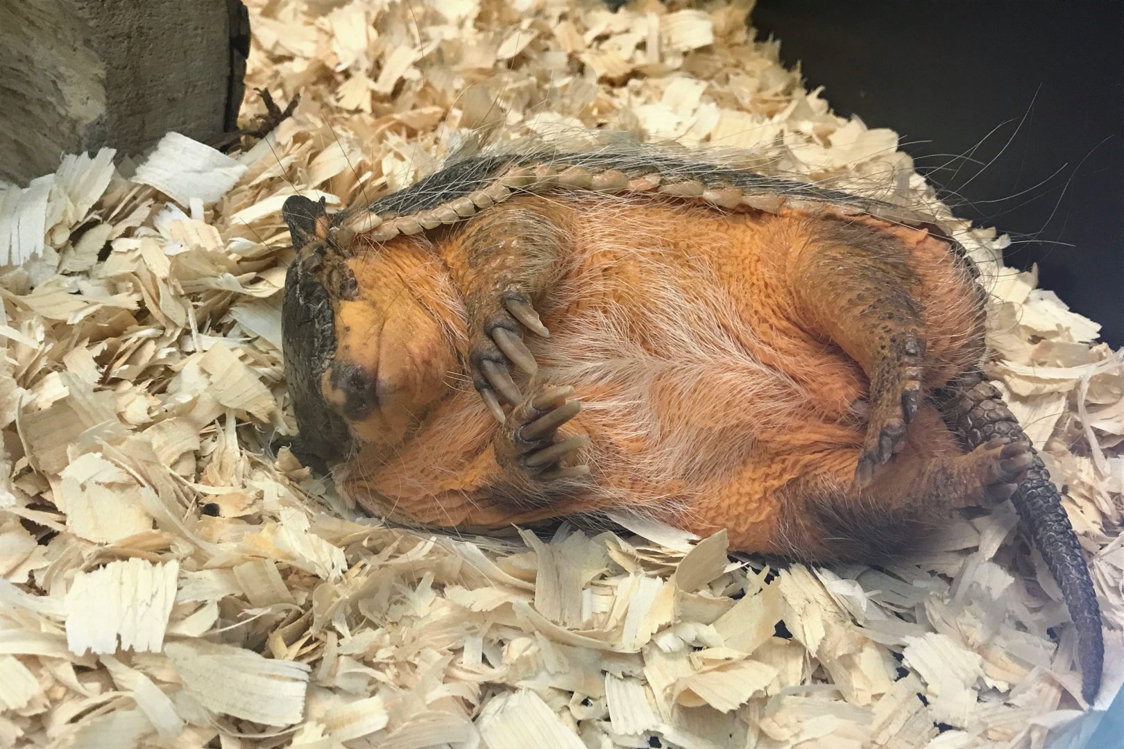 Screaming Hairy Armadillo