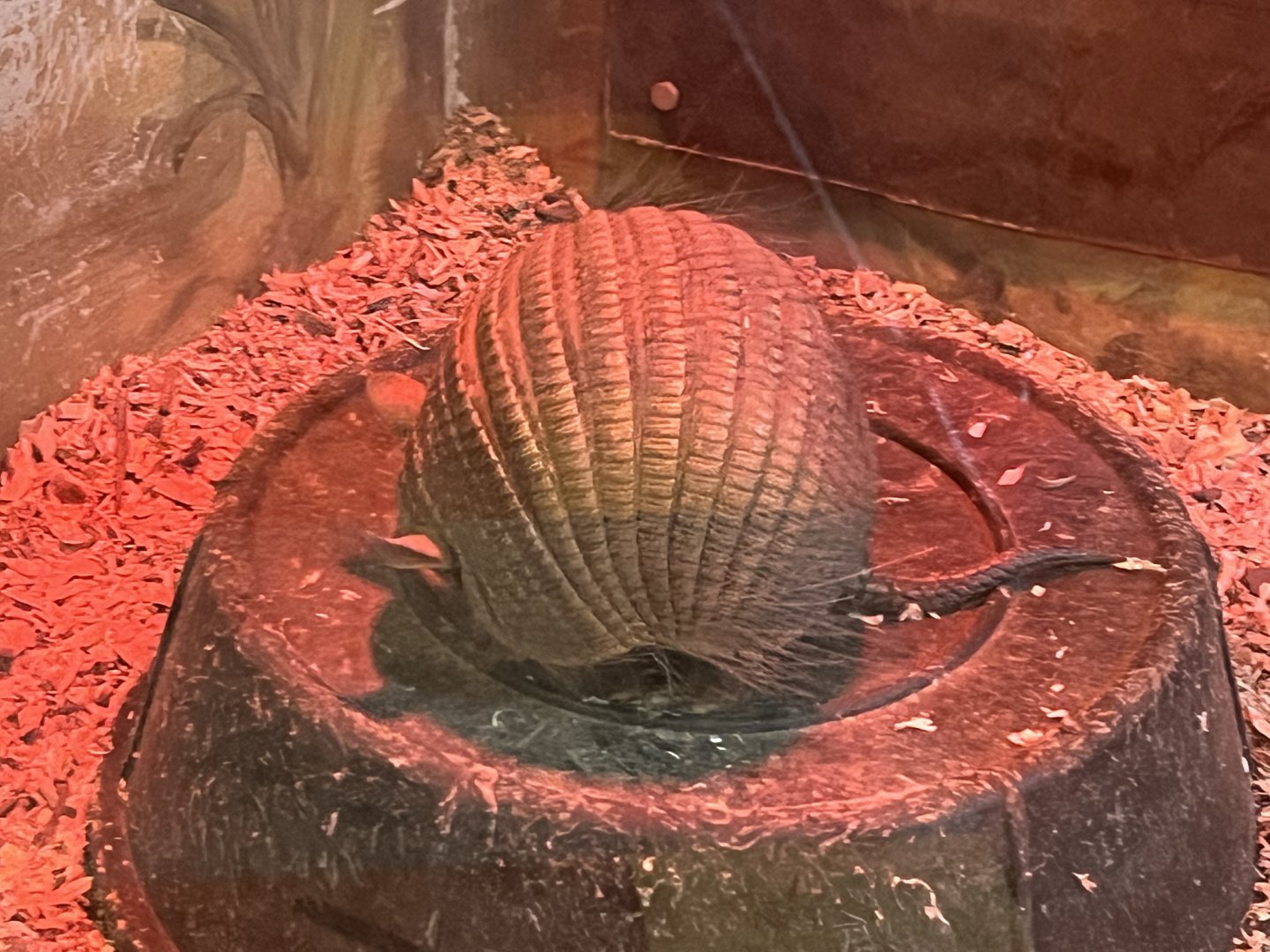 Screaming Hairy Armadillo