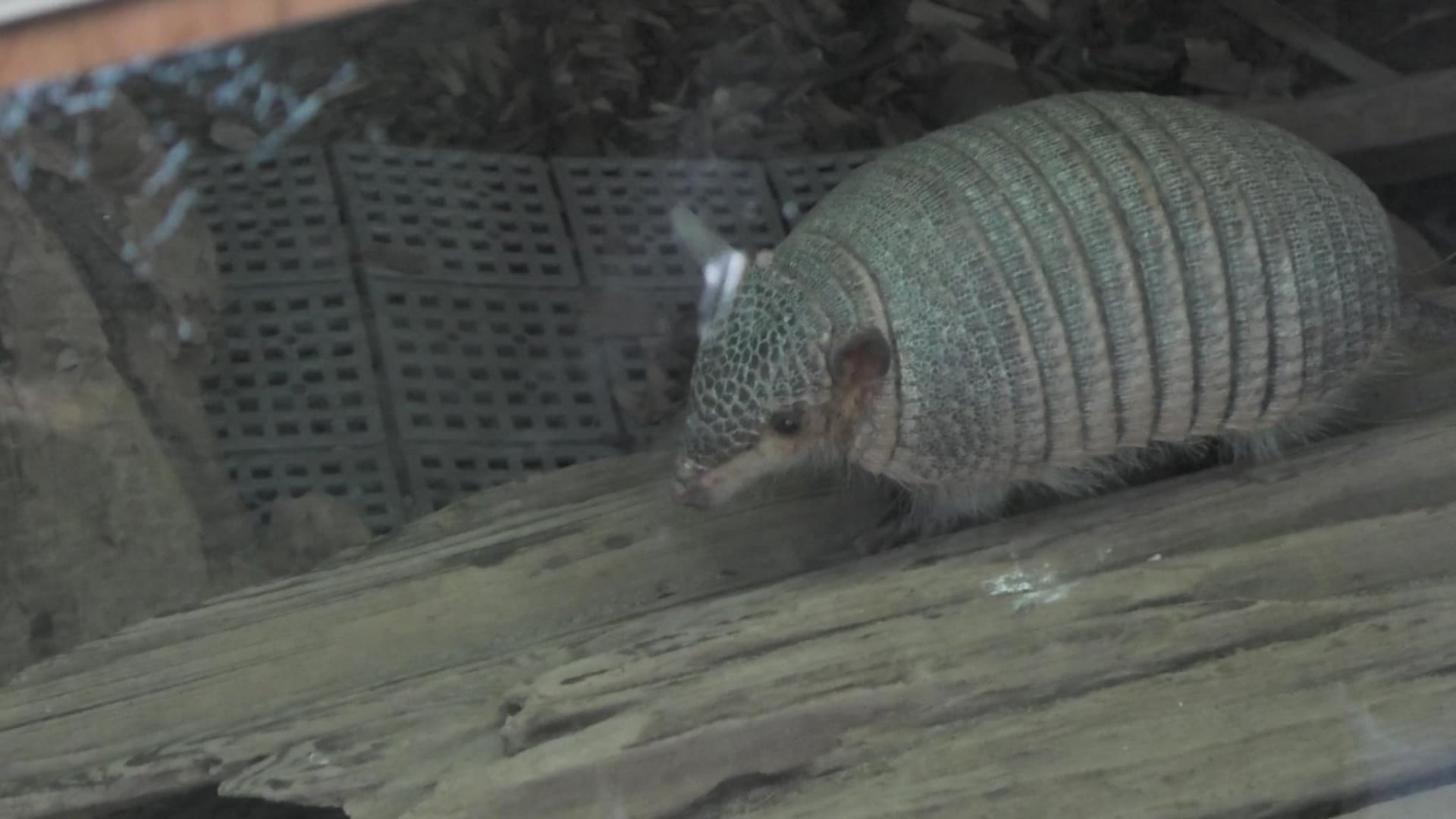 Screaming hairy armadillo