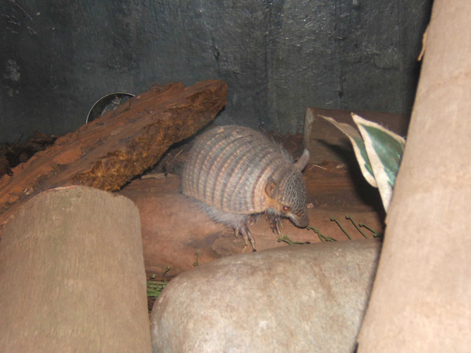 Screaming Hairy Armadillo