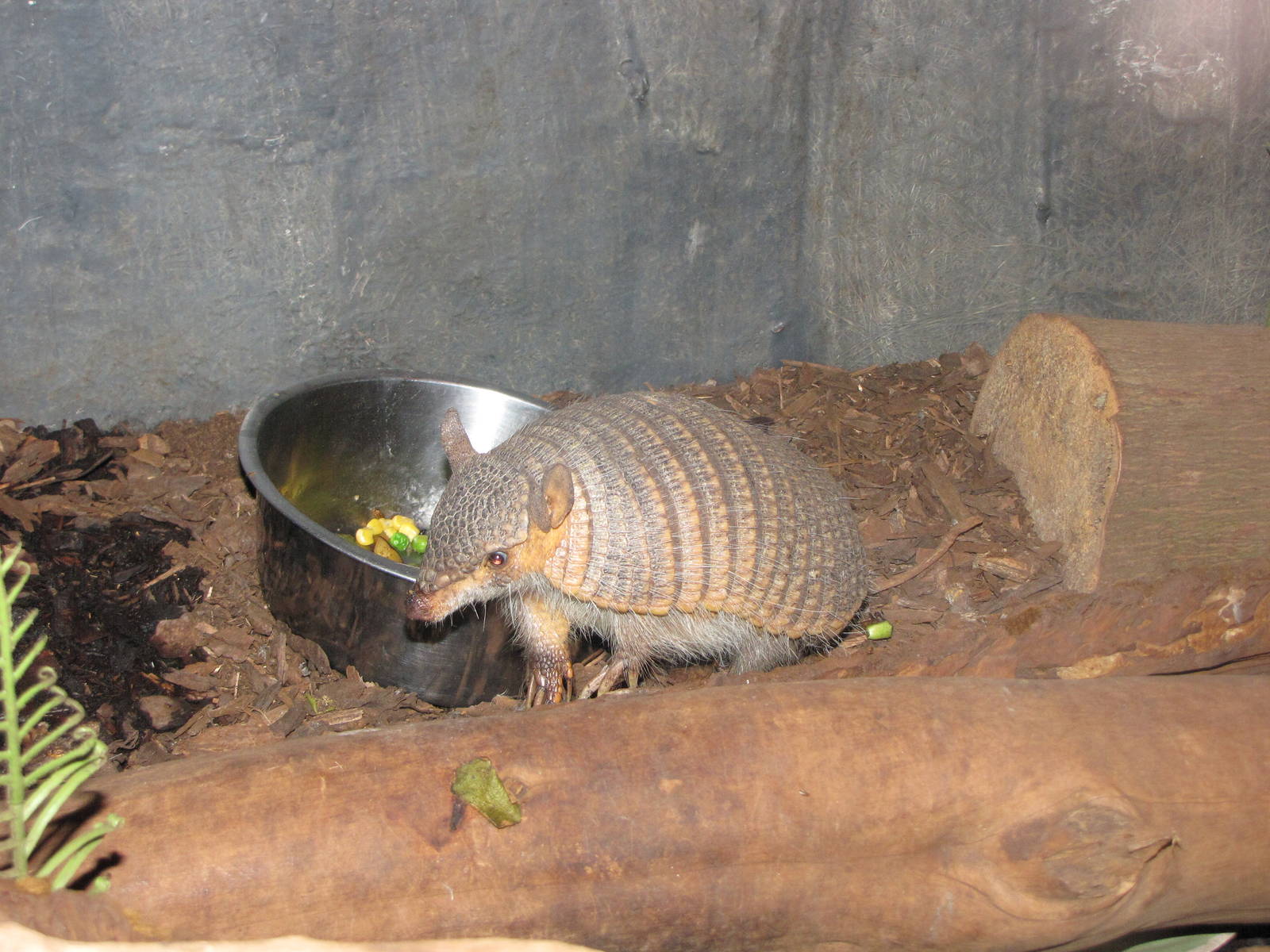 Screaming Hairy Armadillo