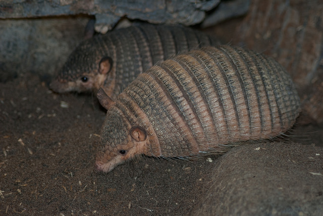 Screaming hairy-armadillos