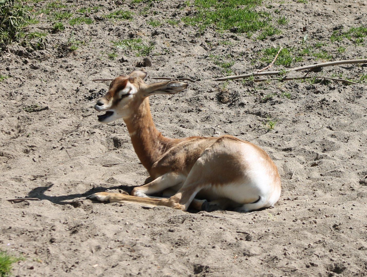 Screaming Mhorr gazelle-calf