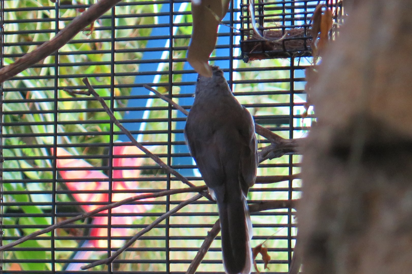 Screaming Piah (8/23/2024)