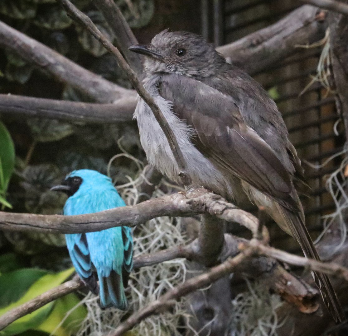 Screaming Piha and Swallow Tanager