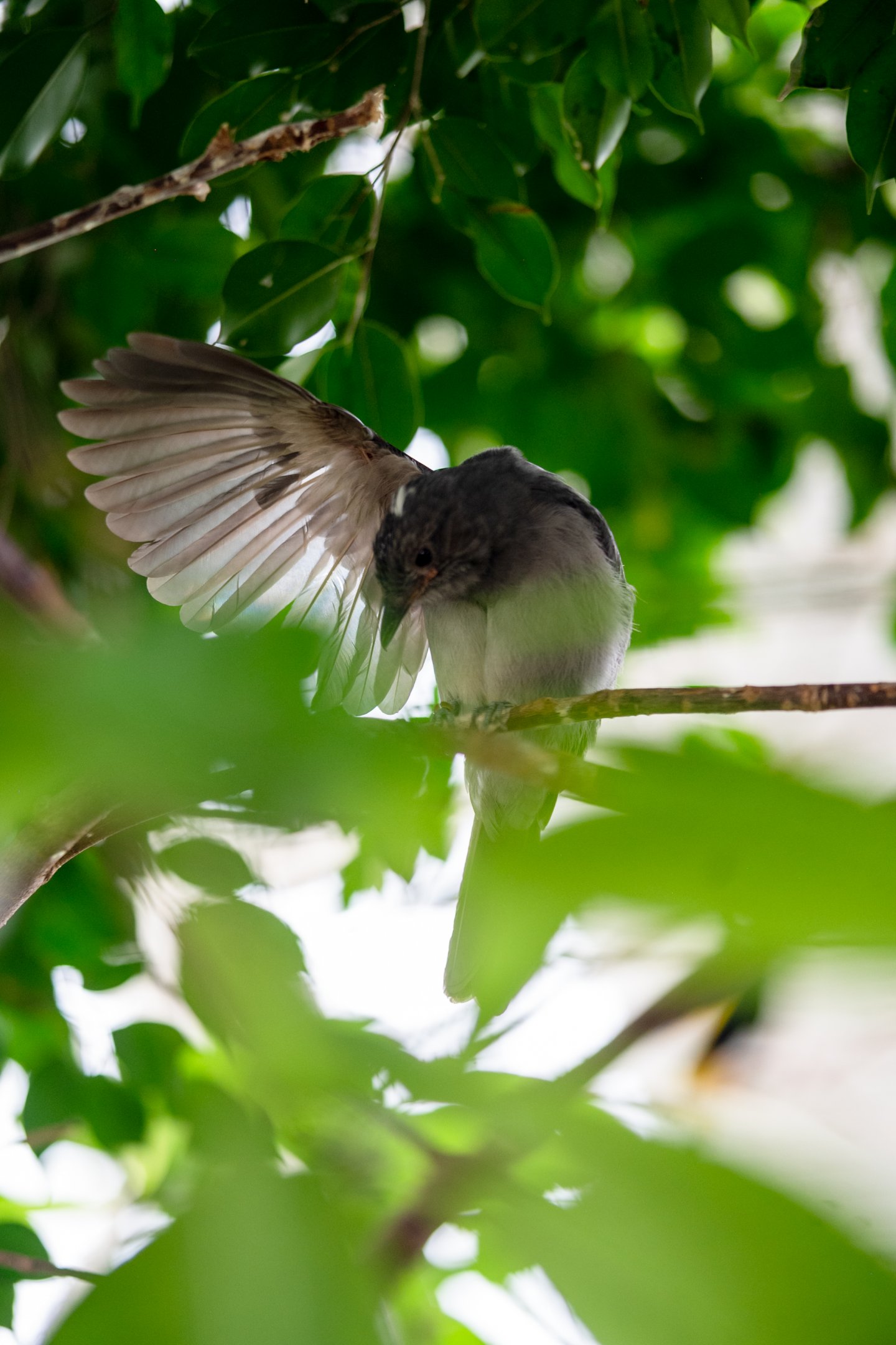 Screaming Piha female