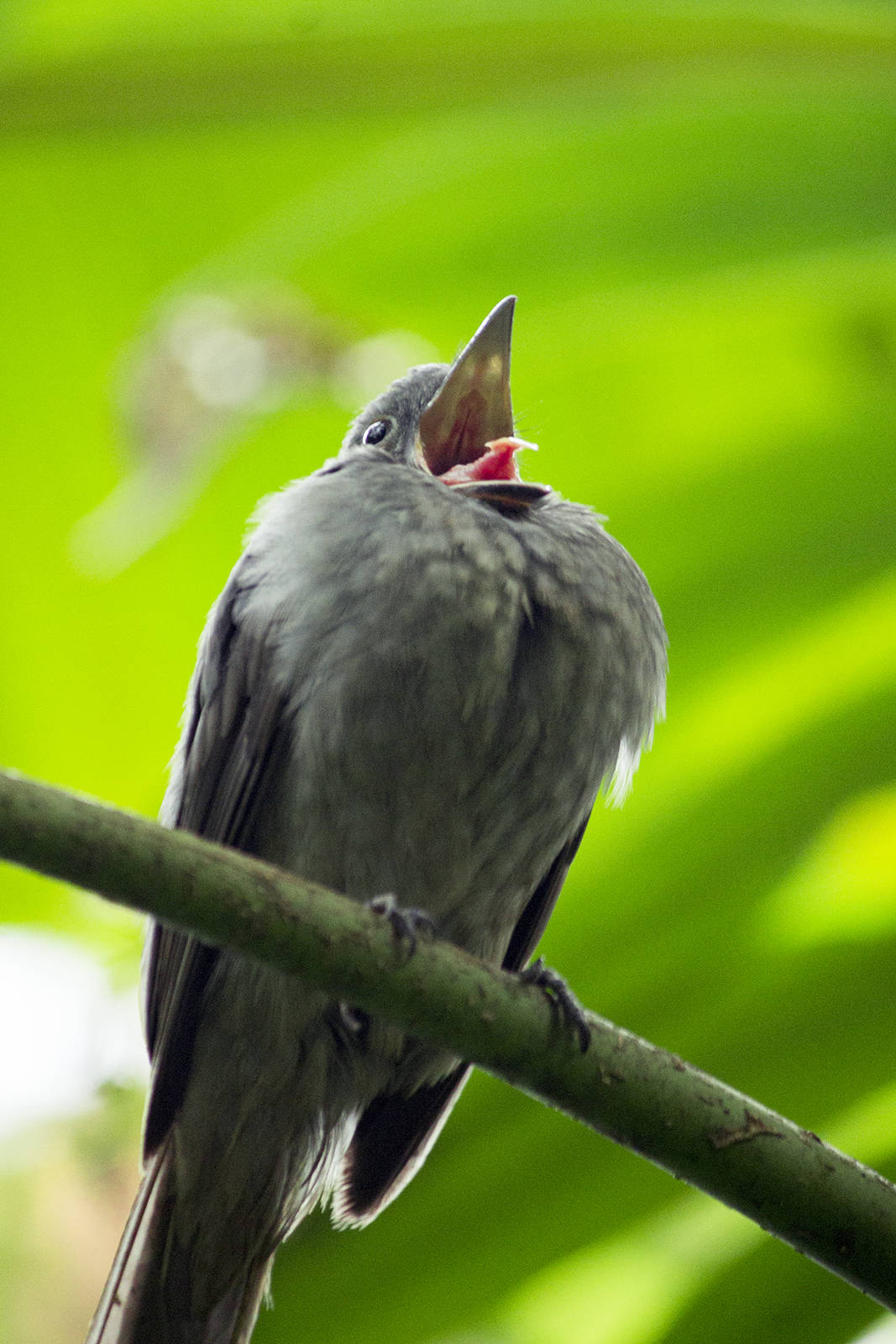 Screaming piha in Burgers Bush