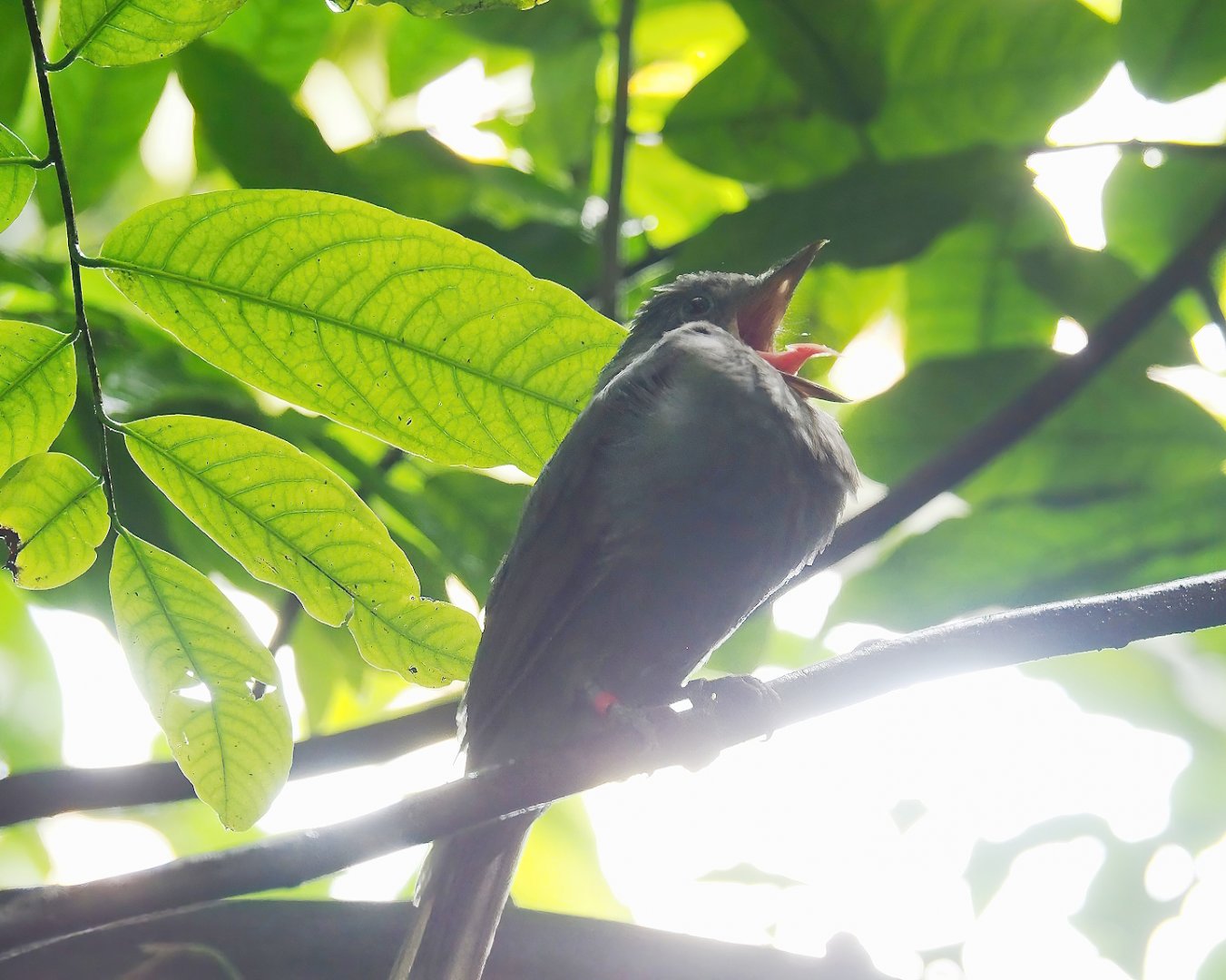 Screaming piha (Lipaugus vociferans), 2023-10-07