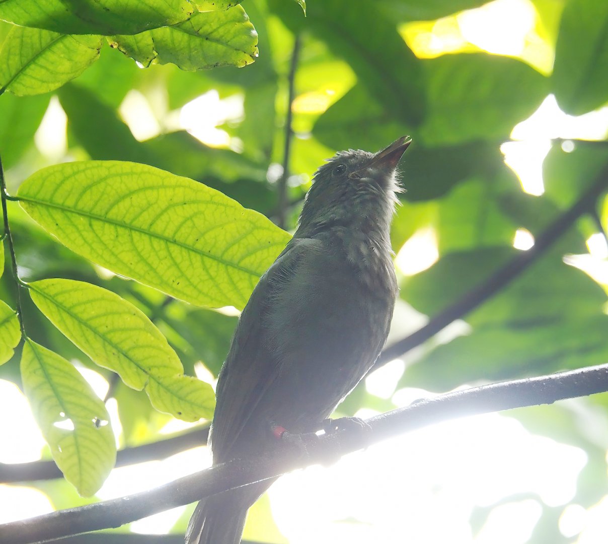 Screaming piha (Lipaugus vociferans), 2023-10-07