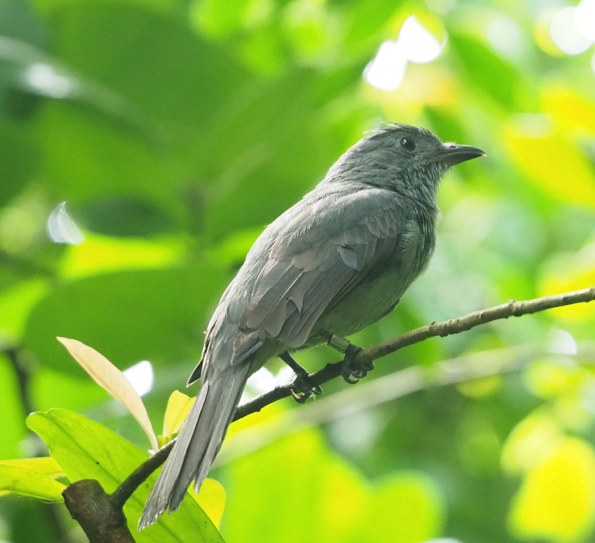 Screaming piha (Lipaugus vociferans), 2023-10-07