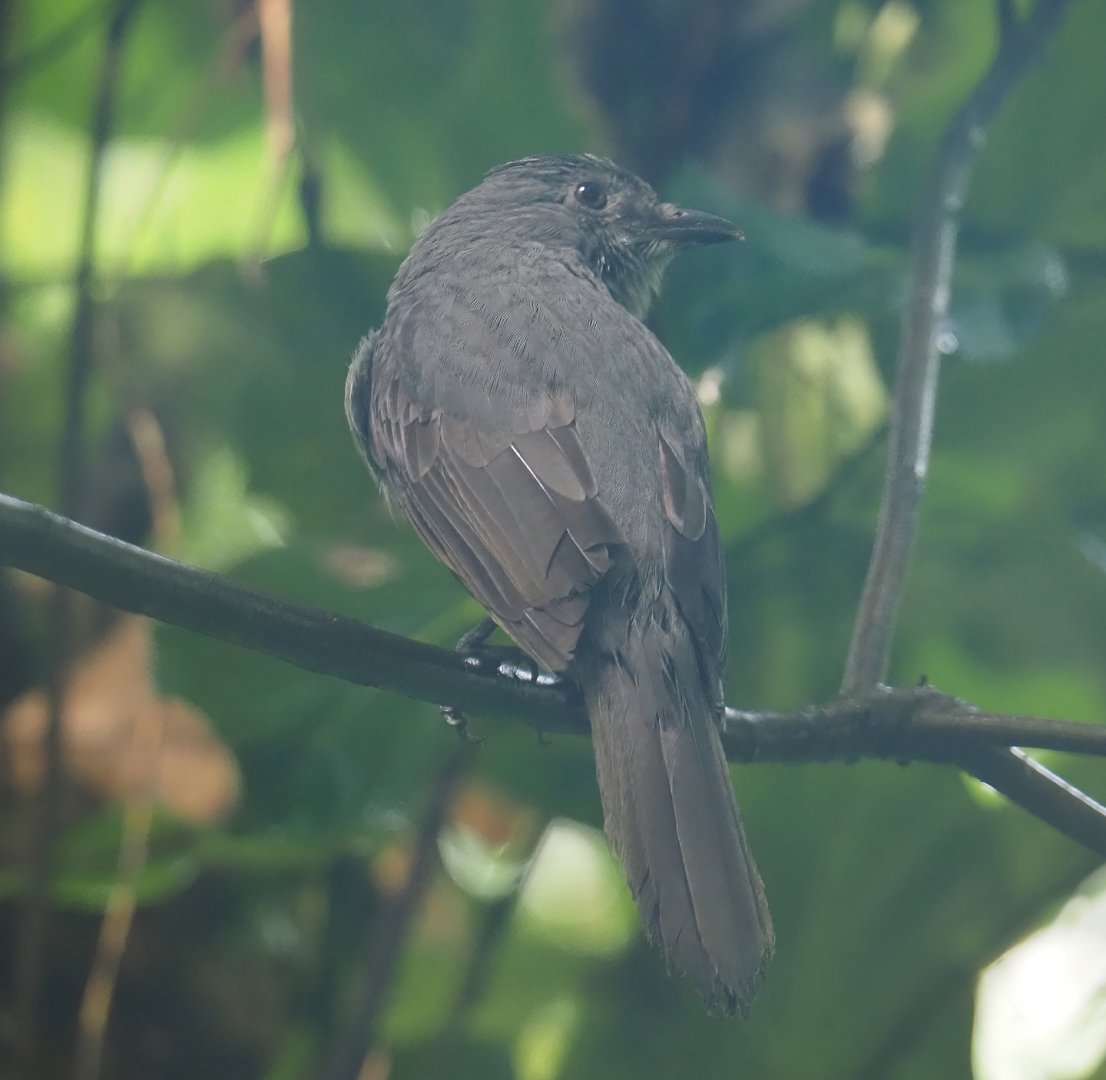 Screaming piha (Lipaugus vociferans), 2025-05-17