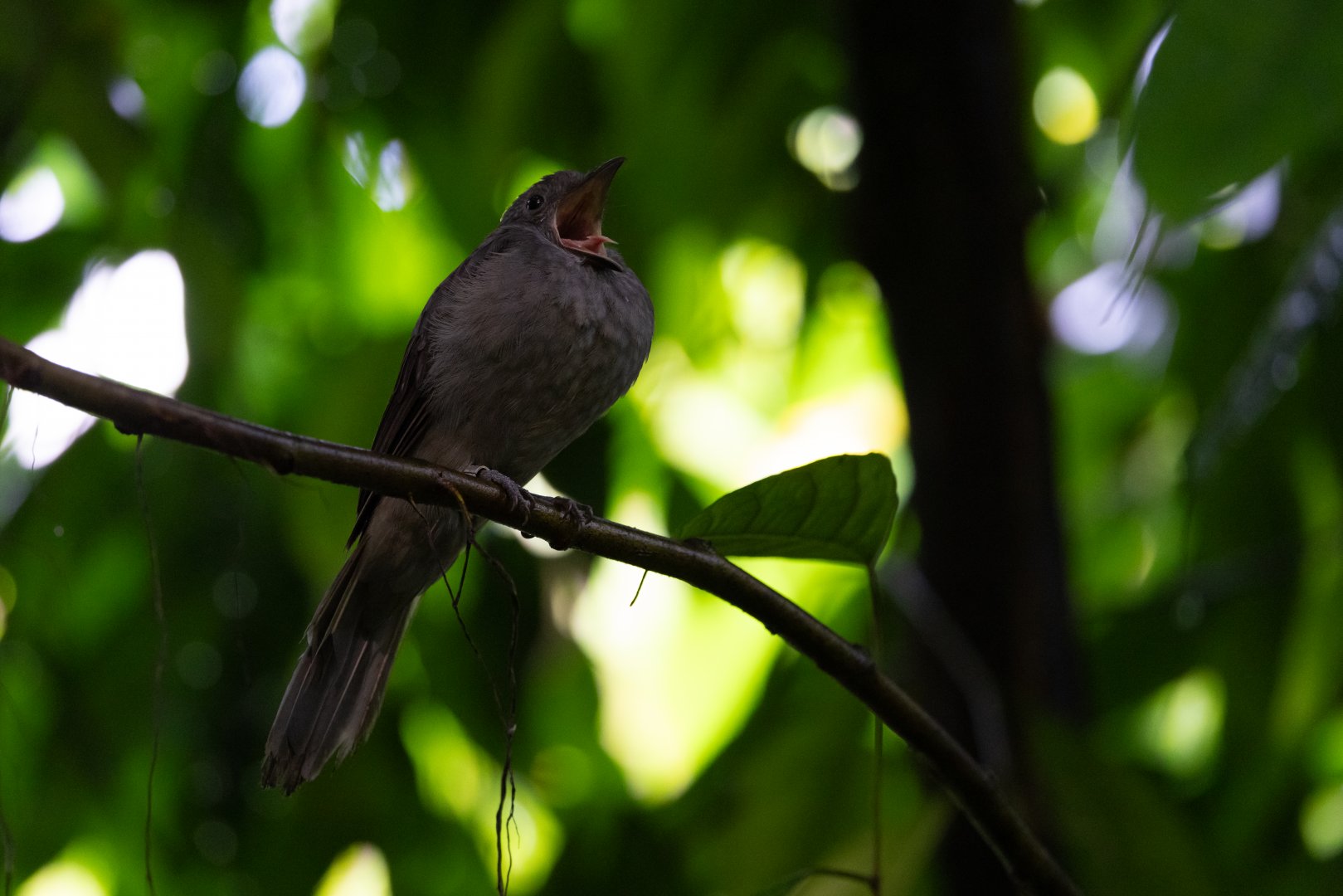 Screaming Piha (Lipaugus vociferans) - Bush
