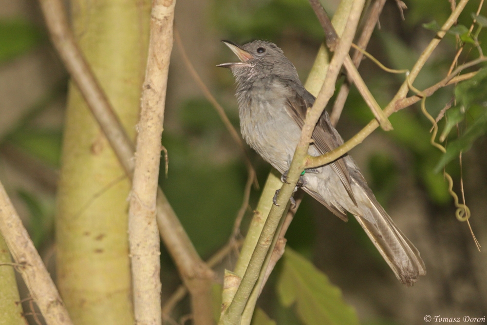 Screaming Piha (Lipaugus vociferans)