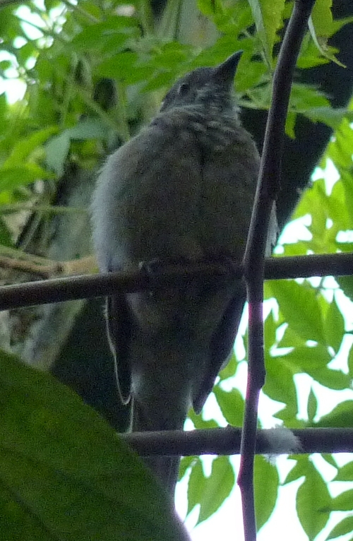 Screaming piha (Lipaugus vociferans)