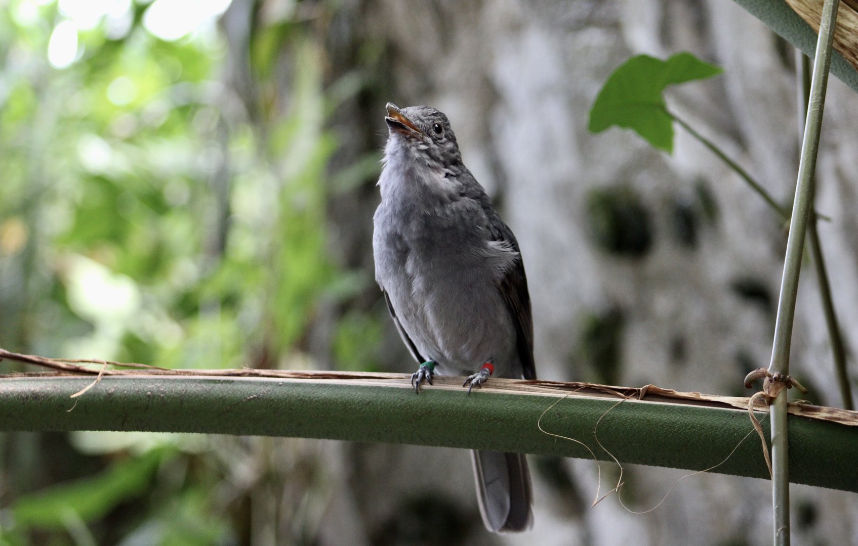Screaming Piha (Lipaugus vociferans)