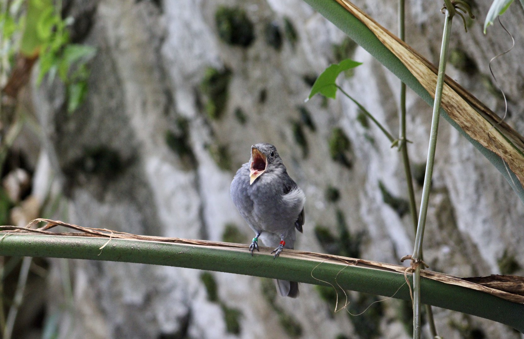 Screaming Piha (Lipaugus vociferans)