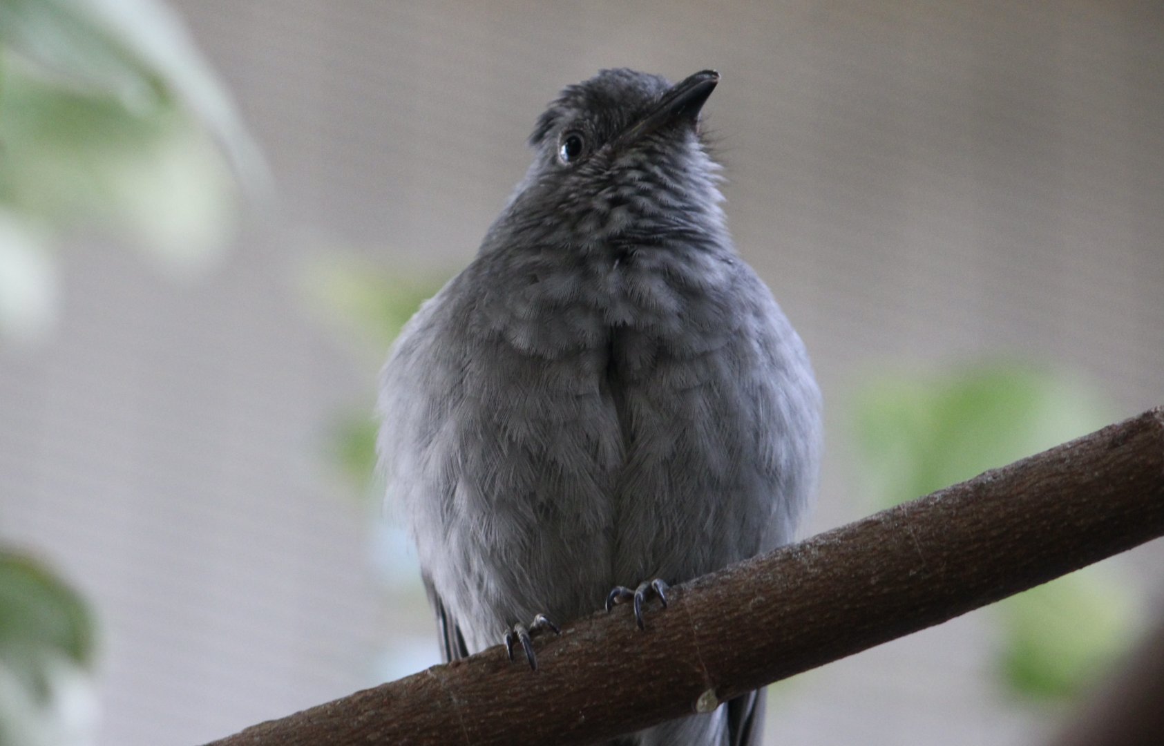 Screaming Piha (Lipaugus vociferans)