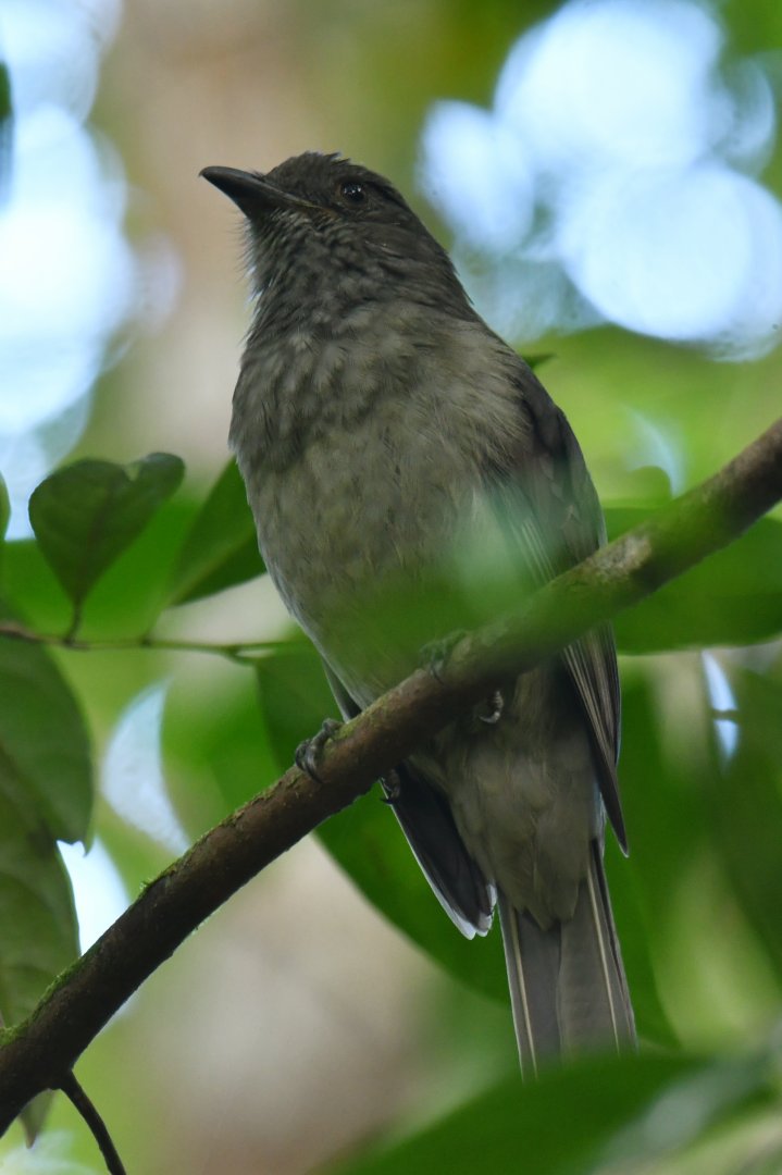 Screaming Piha Lipaugus vociferans