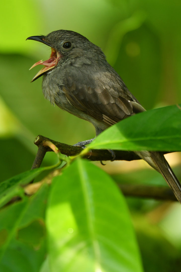 Screaming piha screaming Lipaugus vociferans