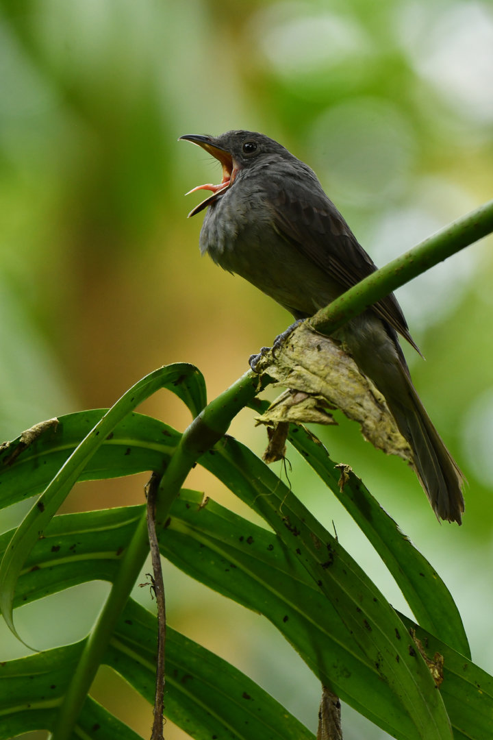 Screaming piha screaming Lipaugus vociferans