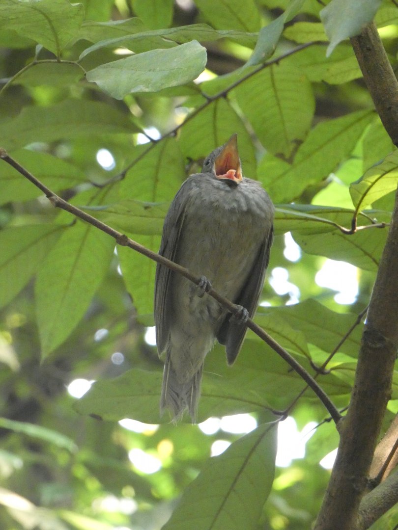 Screaming Piha screaming