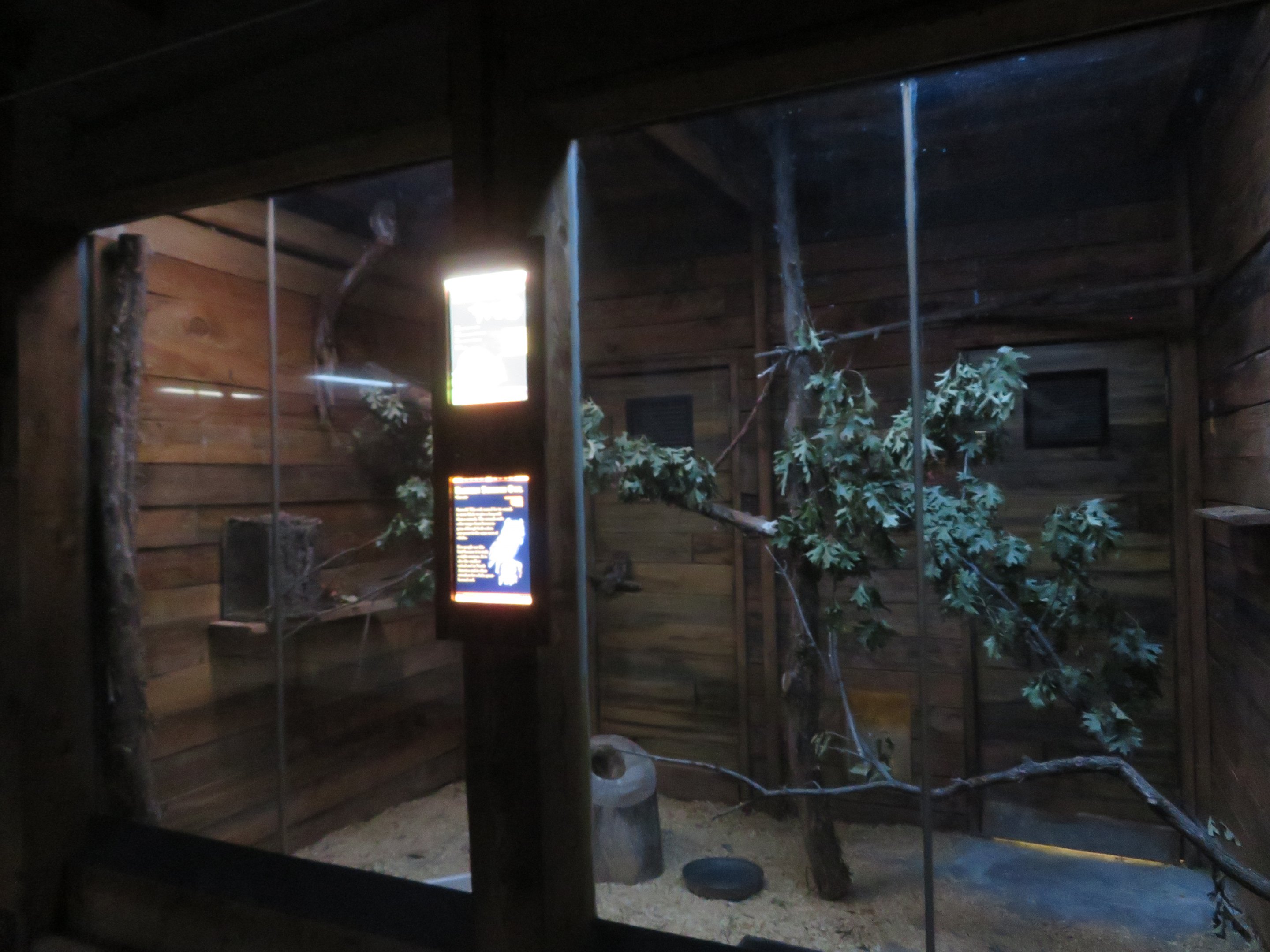 Screech Owl/Armadillo Exhibit